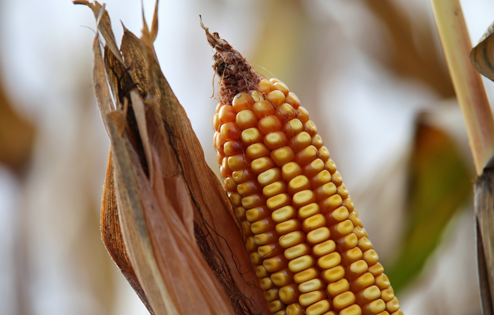 South Africa’s Maize Market: A Strategic Overview for Businesses in the Value Chain
